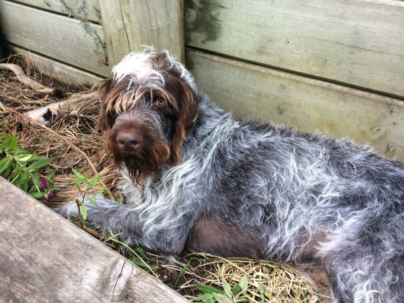 Housesitting assignment in Raumati South, New Zealand
