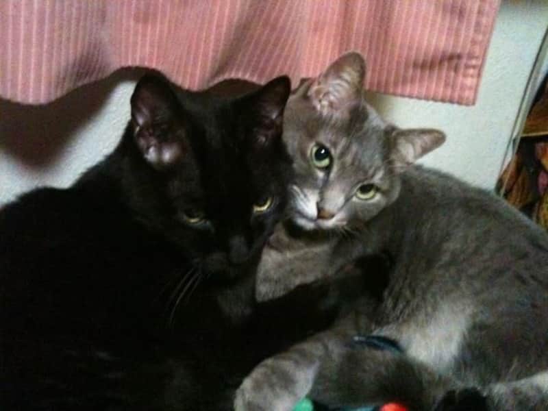 Housesitting assignment in Gotanda, Japan