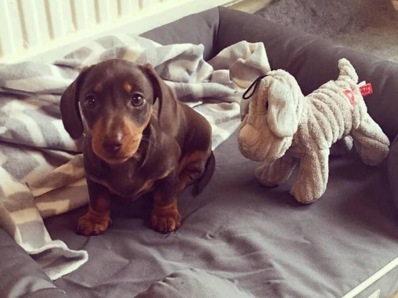 Housesitting assignment in Plymouth, United Kingdom