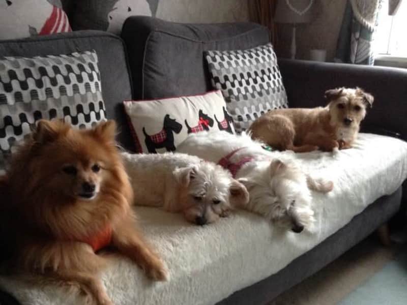 Housesitting assignment in Swindon, United Kingdom