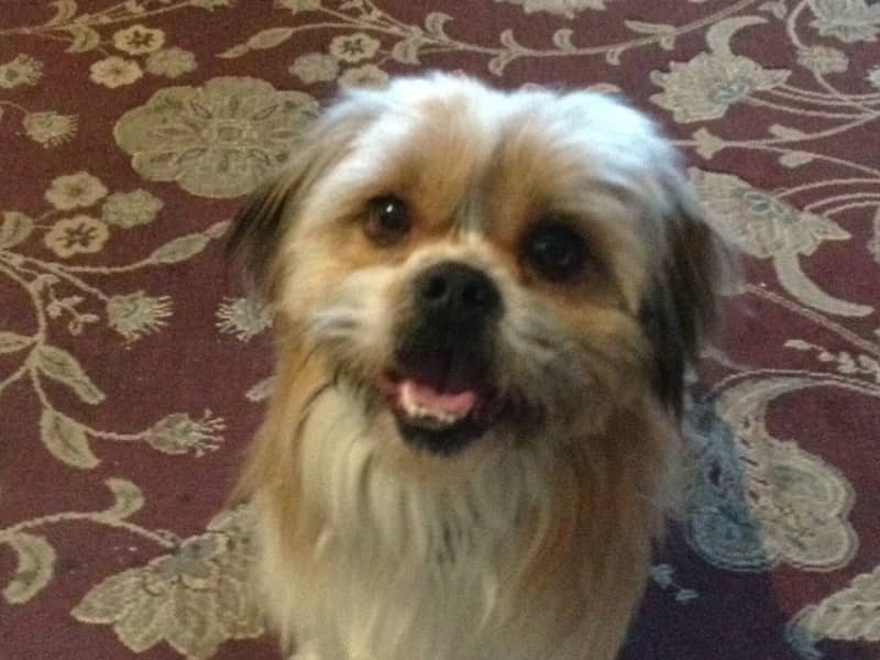Housesitting assignment in Bendigo, Victoria, Australia