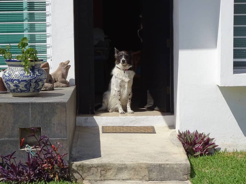 Housesitting assignment in Caucel, Mexico