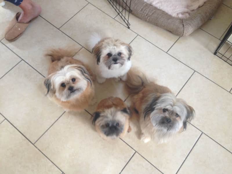 Housesitting assignment in Braintree, United Kingdom