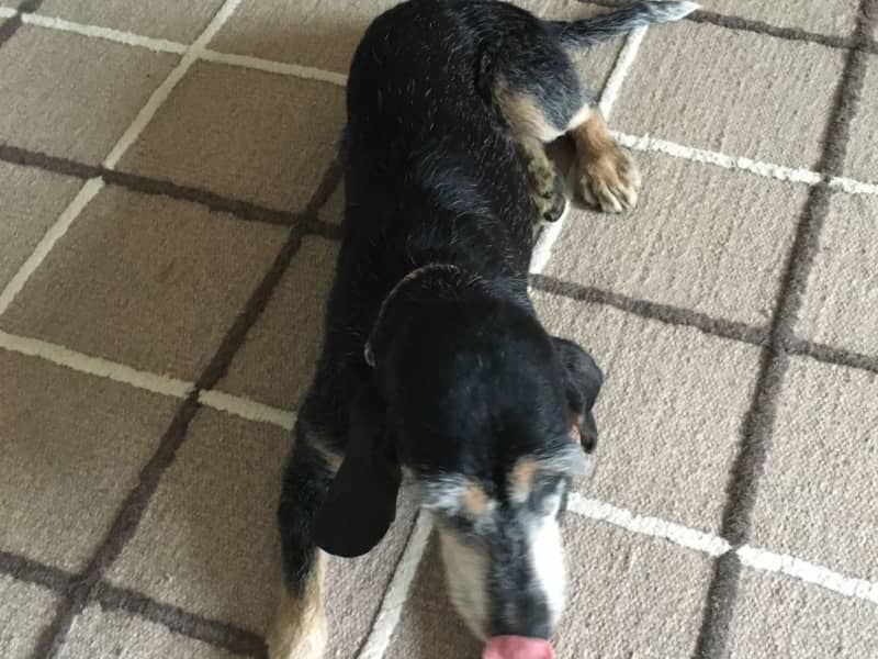 Housesitting assignment in San Ginesio, Italy