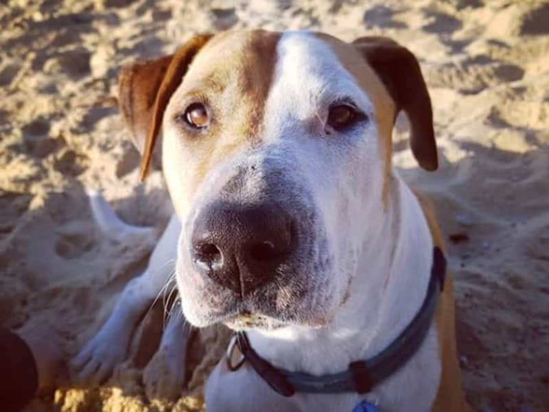 Housesitting assignment in Cessnock, New South Wales, Australia
