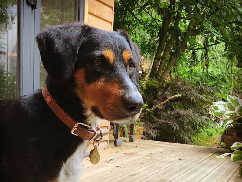 Housesitting assignment in Stafford, United Kingdom