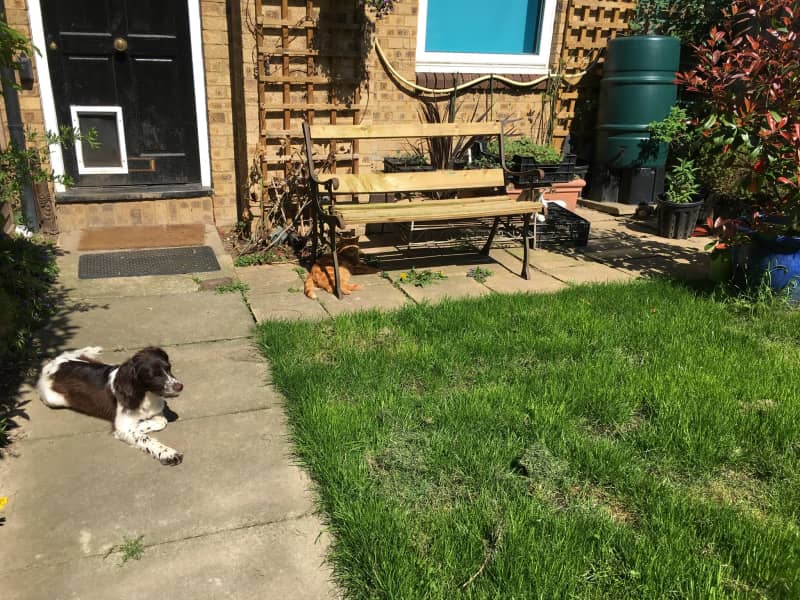 Housesitting assignment in Langley Marish, United Kingdom