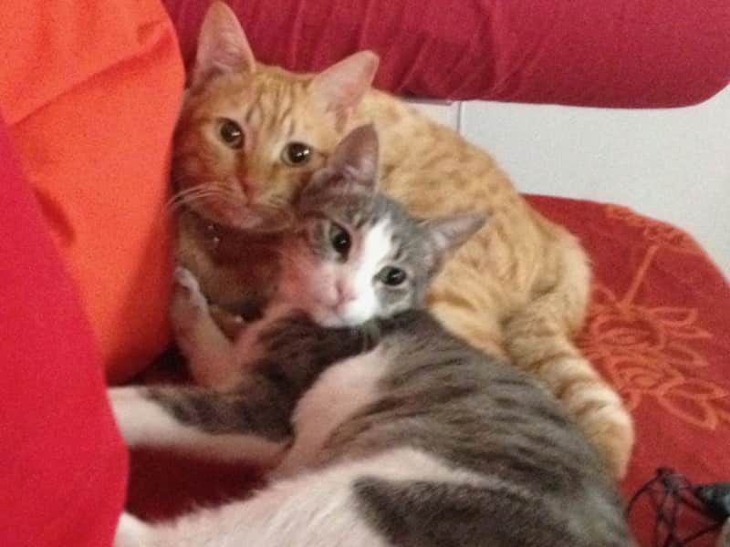 Housesitting assignment in Jerusalem, Israel
