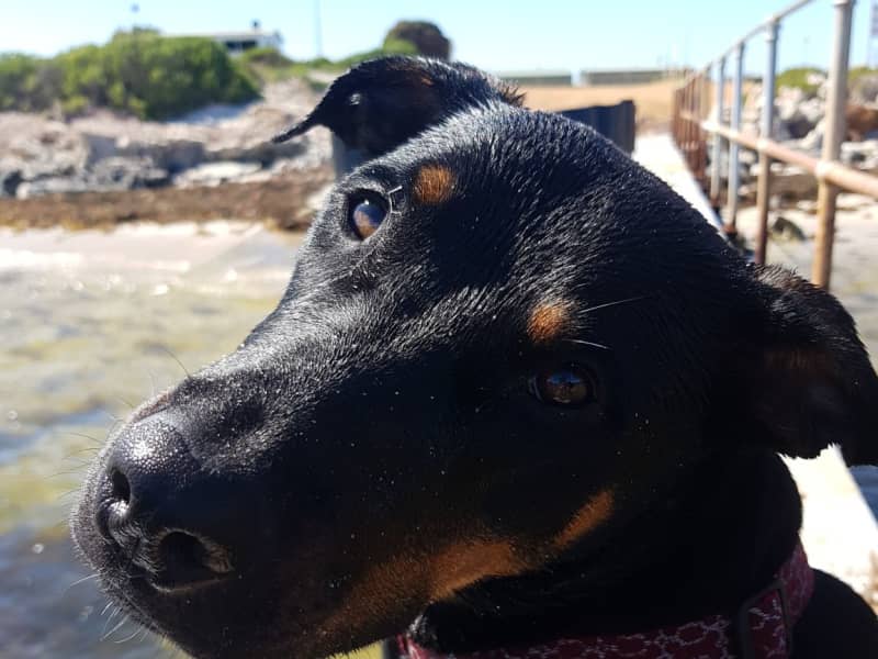 Housesitting assignment in Hamersley, Western Australia, Australia