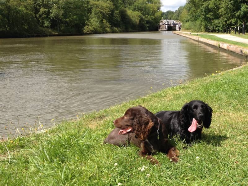 Housesitting assignment in Wellesbourne Mountford, United Kingdom