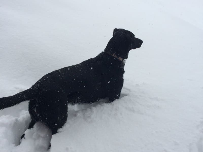 Housesitting assignment in Coppet, Switzerland