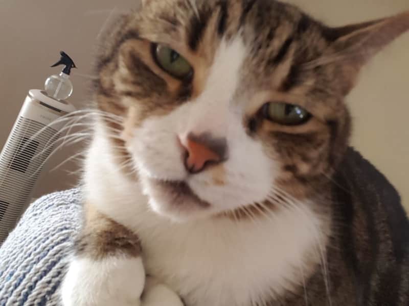 Housesitting assignment in North Ryde, New South Wales, Australia