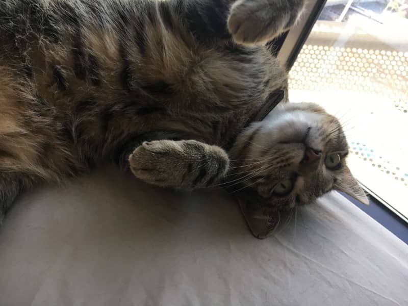 Housesitting assignment in South Melbourne, Victoria, Australia