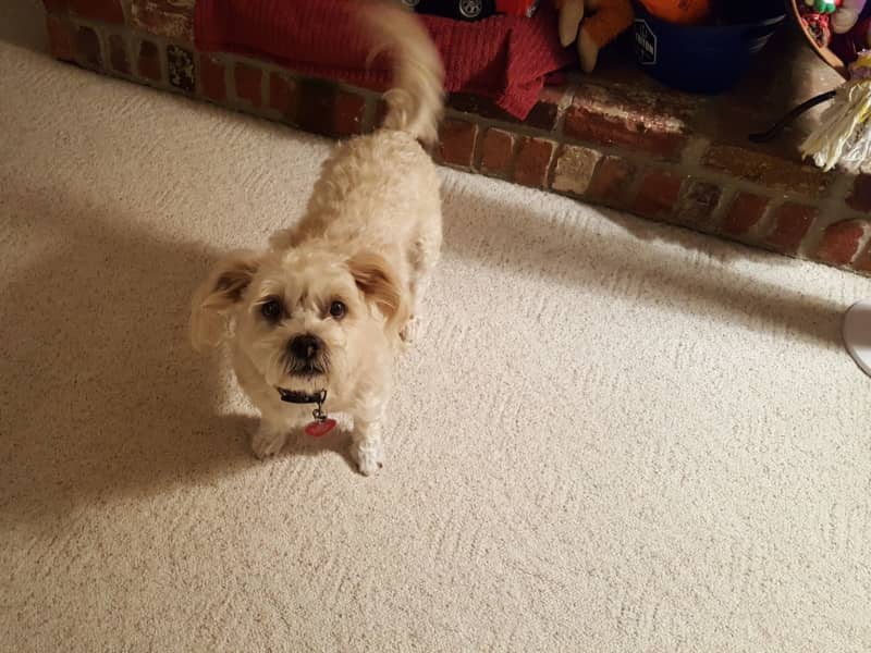 Housesitting assignment in Noblesville, Indiana, United States