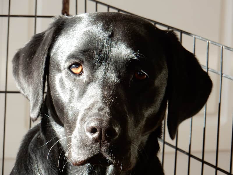 Housesitting assignment in Kingston, Tasmania, Australia