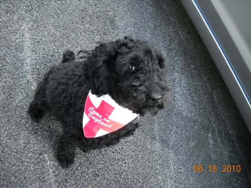 Housesitting assignment in Azille, France