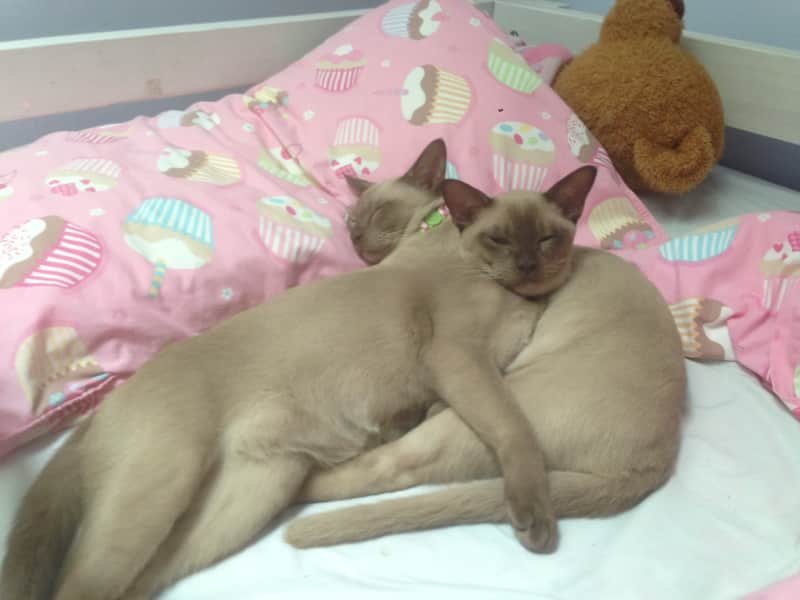 Housesitting assignment in Naremburn, New South Wales, Australia