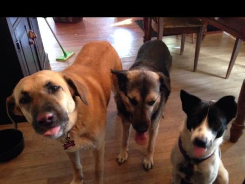 Housesitting assignment in Lunenburg, Nova Scotia, Canada