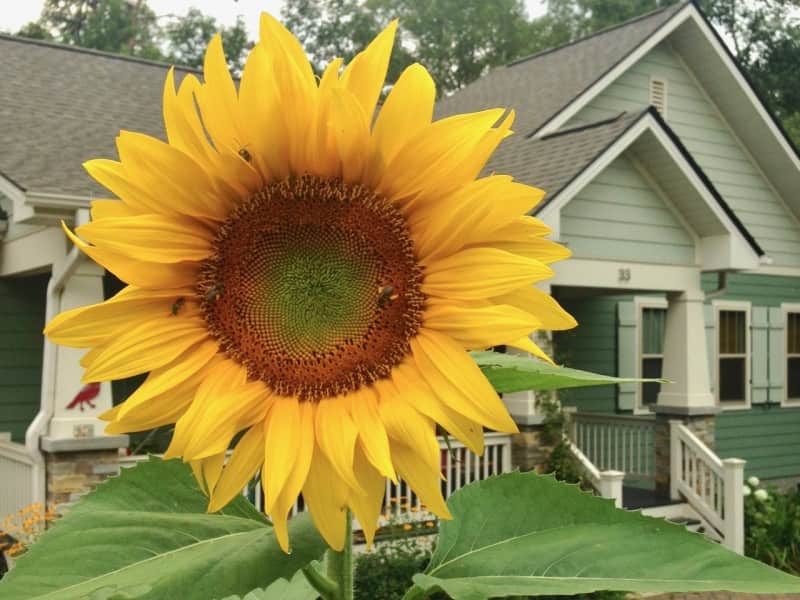 Housesitting assignment in Candler, North Carolina, United States