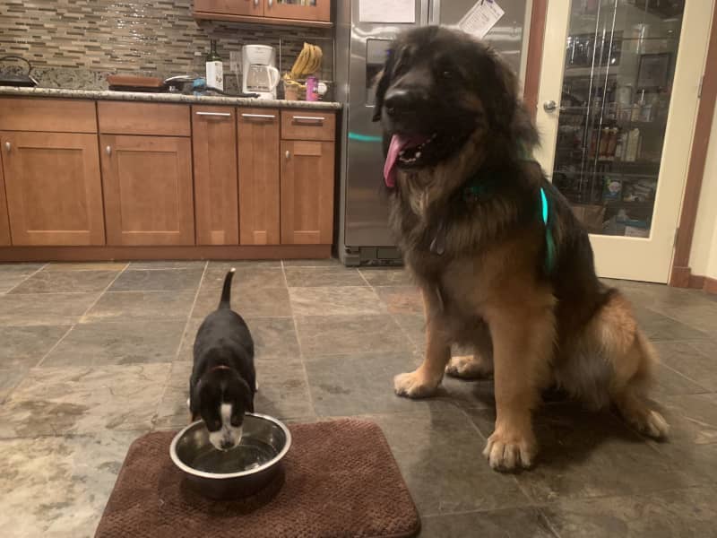 Housesitting assignment in Three Rivers, California, United States