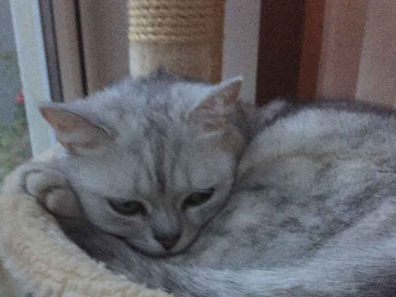 Housesitting assignment in Rathcoole, Ireland