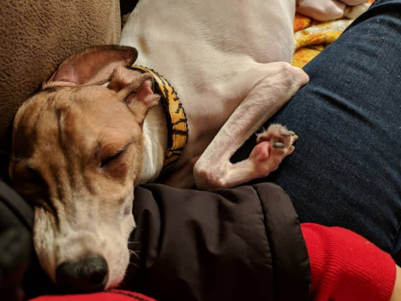 Housesitting assignment in San Jose, California, United States