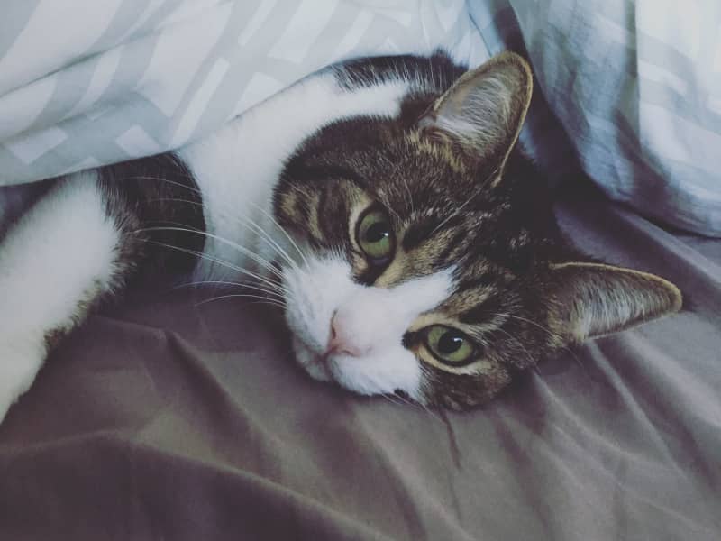 Housesitting assignment in Murrumbeena, Victoria, Australia