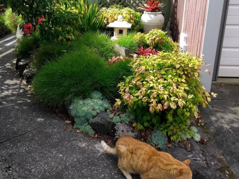 Housesitting assignment in Pakuranga Heights, New Zealand