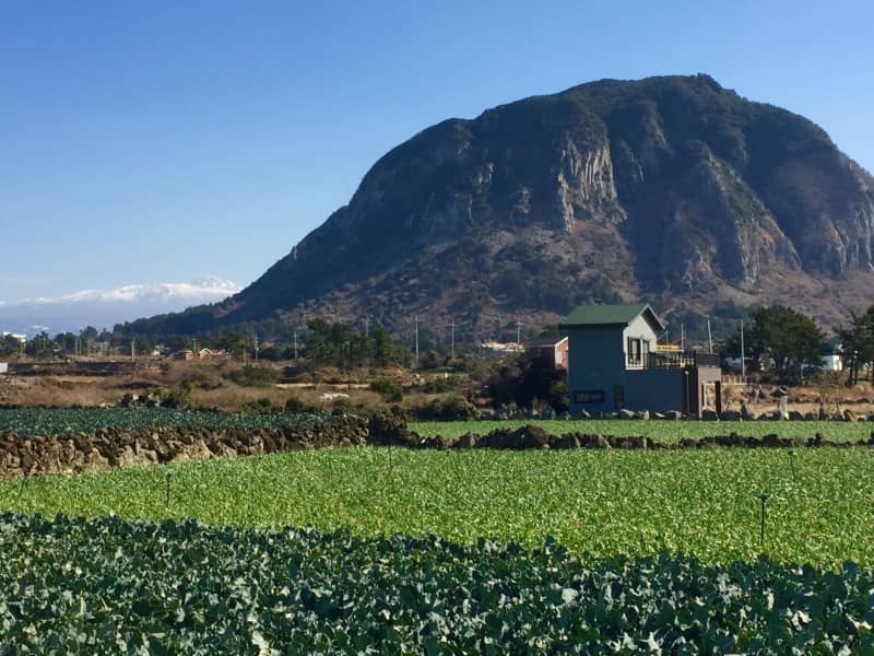 Housesitting assignment in Sagye-ri, South Korea