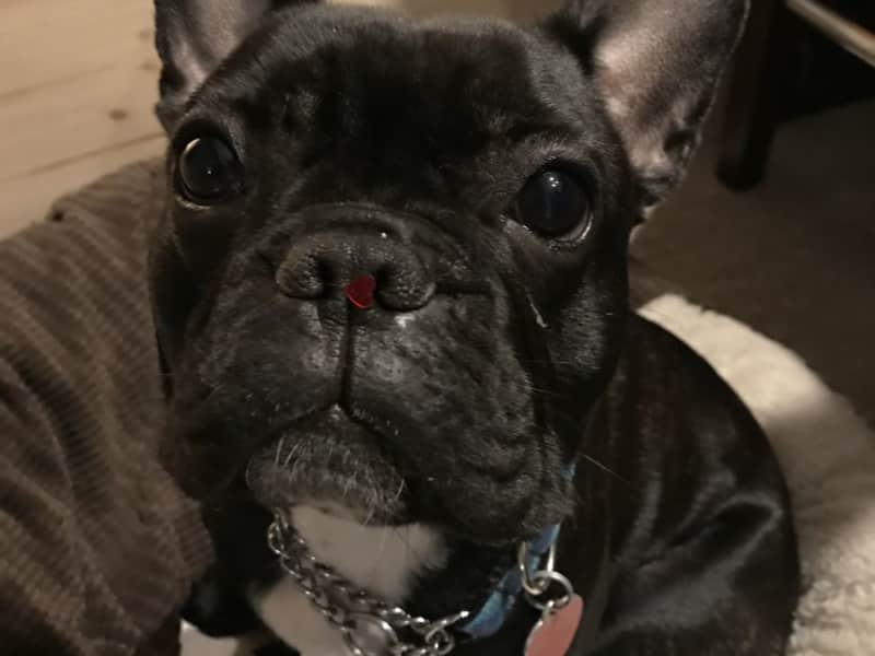 Housesitting assignment in Nanaimo, British Columbia, Canada