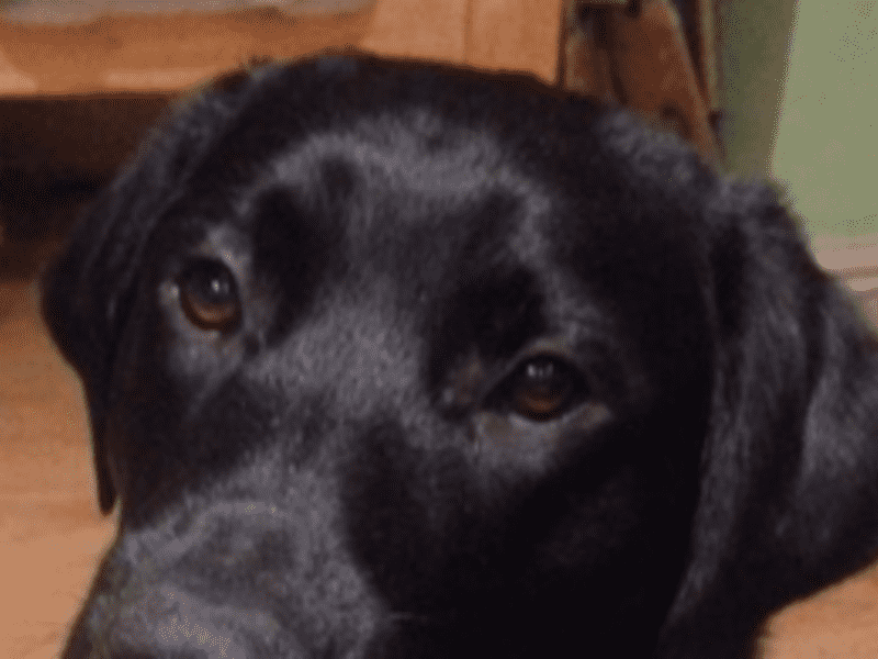 Housesitting assignment in Manchester City Centre, United Kingdom