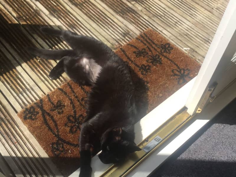 Housesitting assignment in Alderley Edge, United Kingdom