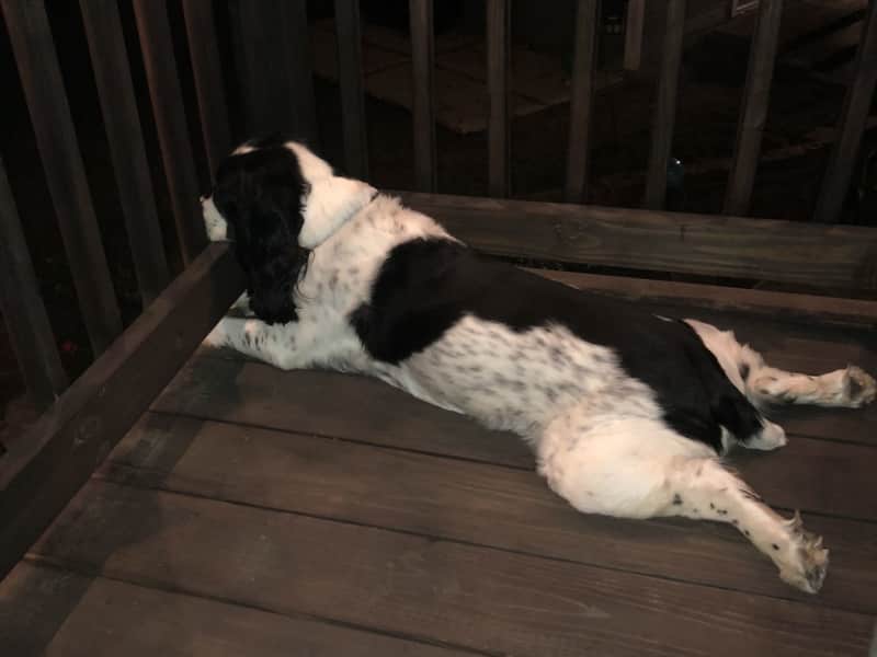 Housesitting assignment in Tulsa, Oklahoma, United States