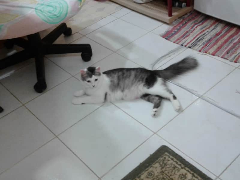 Housesitting assignment in Jeddah, Saudi Arabia