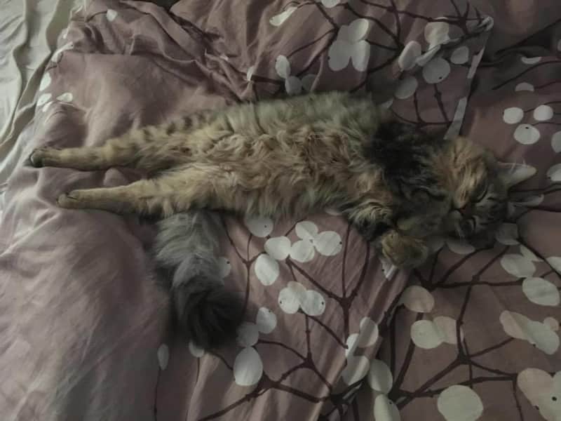 Housesitting assignment in Madrid, Spain