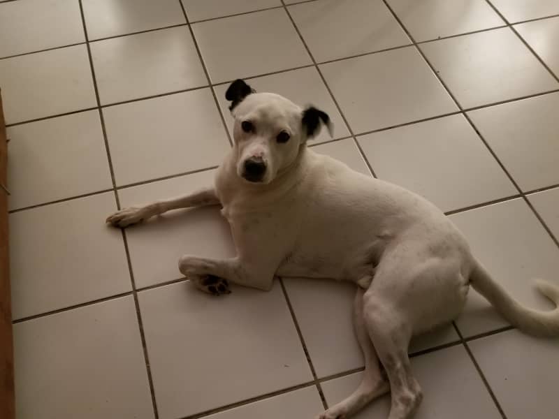 Housesitting assignment in Trujillo Alto, Puerto Rico