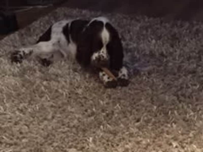 Housesitting assignment in Dudley Park, Western Australia, Australia