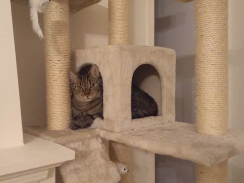 Housesitting assignment in The Hague, Netherlands