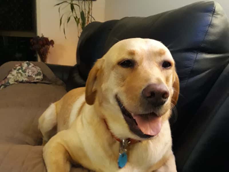 Housesitting assignment in Golden Beach, Queensland, Australia