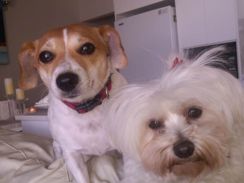 Housesitting assignment in Cronulla, New South Wales, Australia