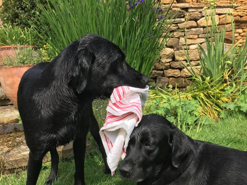 Housesitting assignment in Northampton, United Kingdom