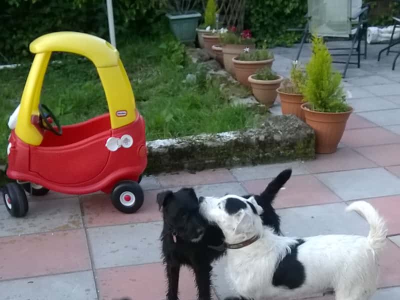 Housesitting assignment in Treorchy, United Kingdom