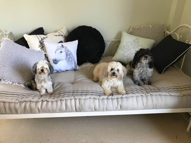 Housesitting assignment in Wangaratta, Victoria, Australia