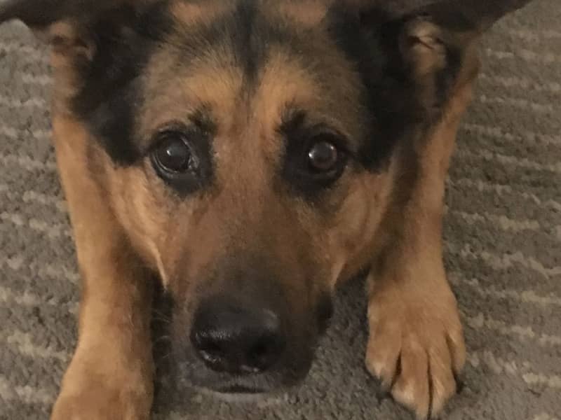 Housesitting assignment in Leeds, United Kingdom