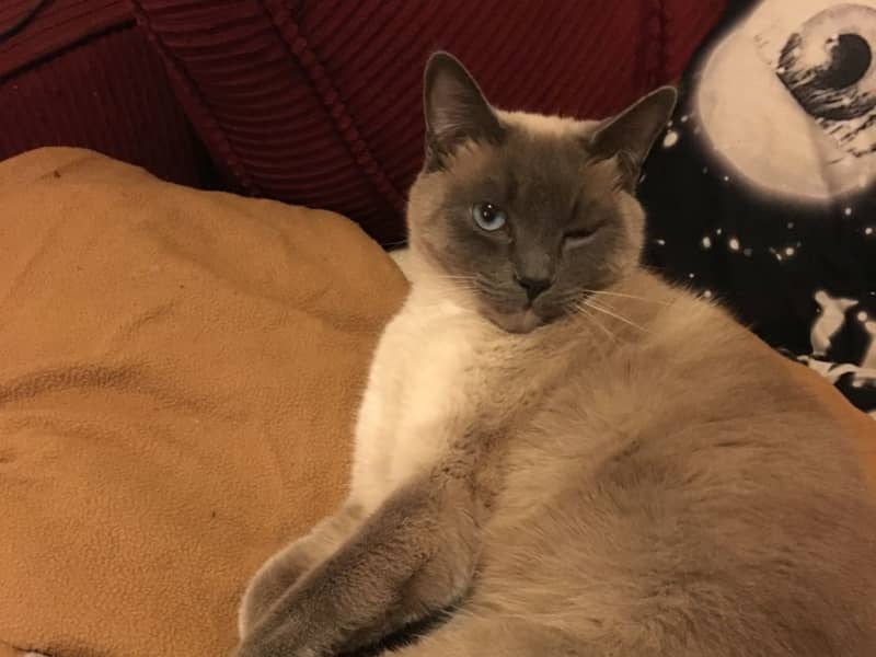 Housesitting assignment in Lacey, Washington, United States