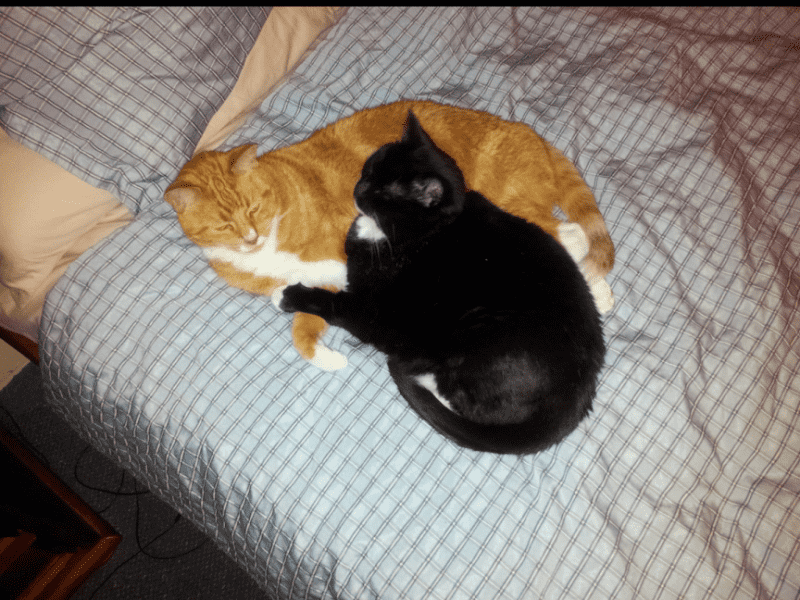 Housesitting assignment in Liverpool, New South Wales, Australia