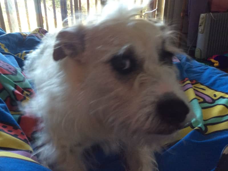 Housesitting assignment in Umina, New South Wales, Australia