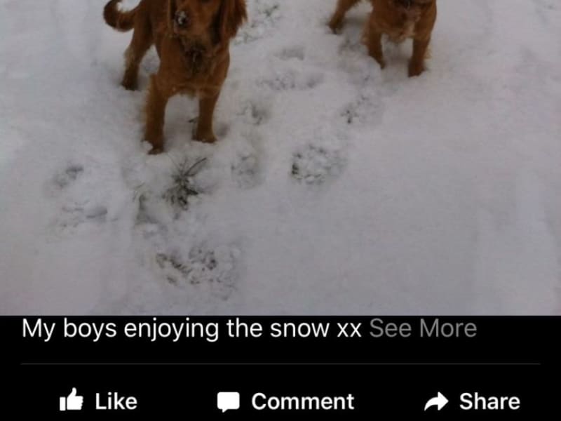 Housesitting assignment in Liverpool, United Kingdom