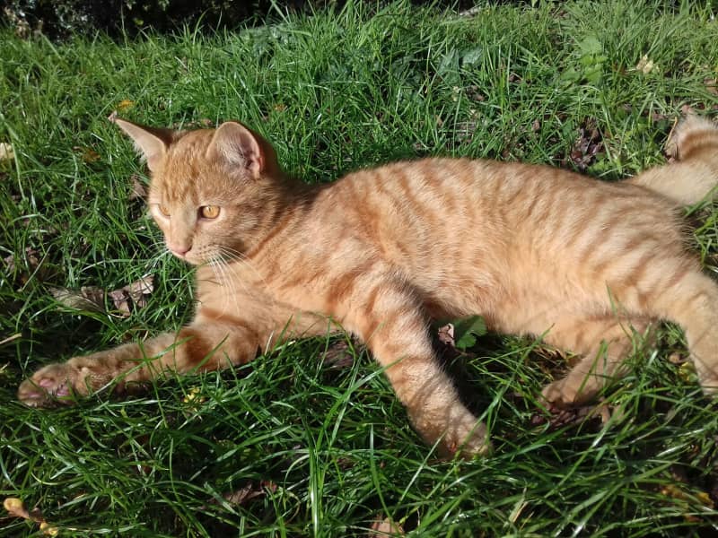 Housesitting assignment in Hereford, United Kingdom