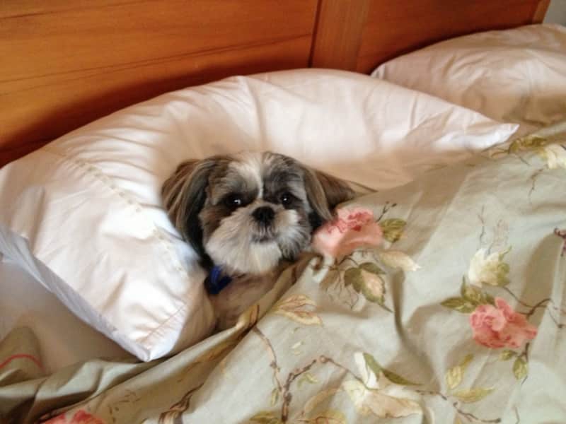 Housesitting assignment in Greenmeadows, New Zealand